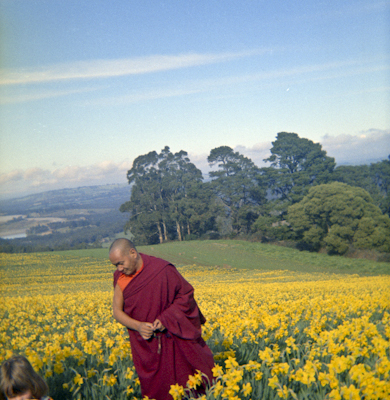 Lama visiting daffodil farm, 1976