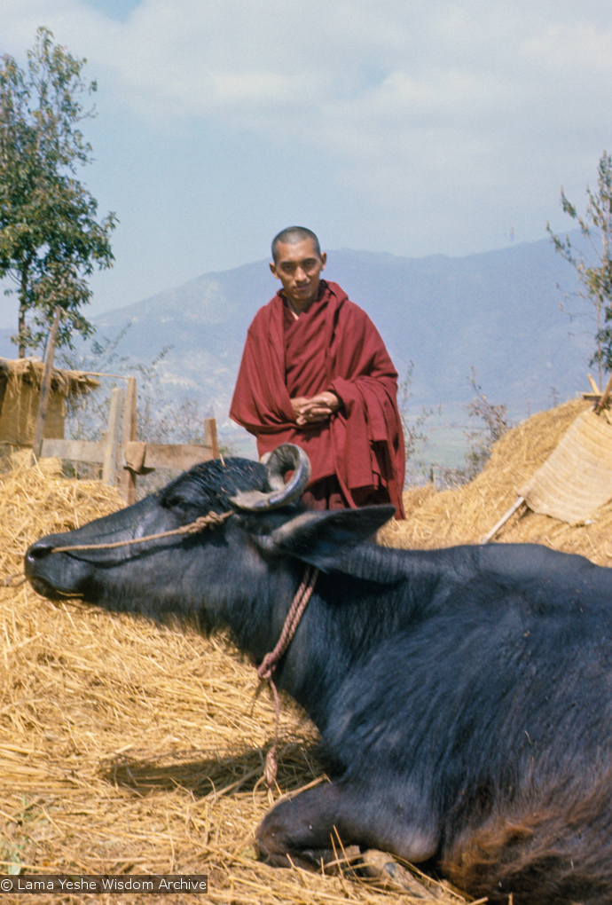 Rinpoche with water buffalo, 1976
