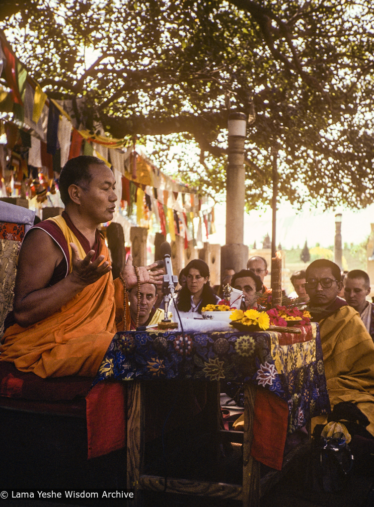 Under the Bodhi Tree