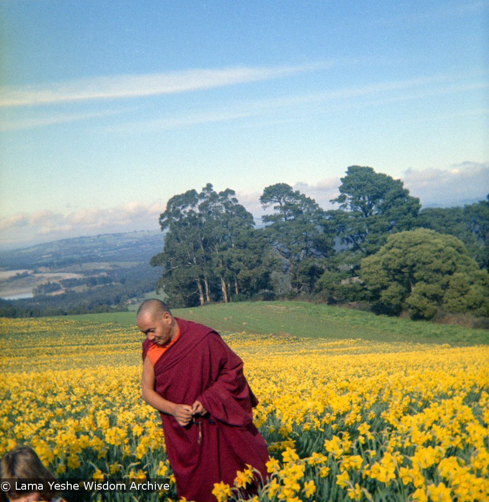Lama visiting daffodil farm, 1976
