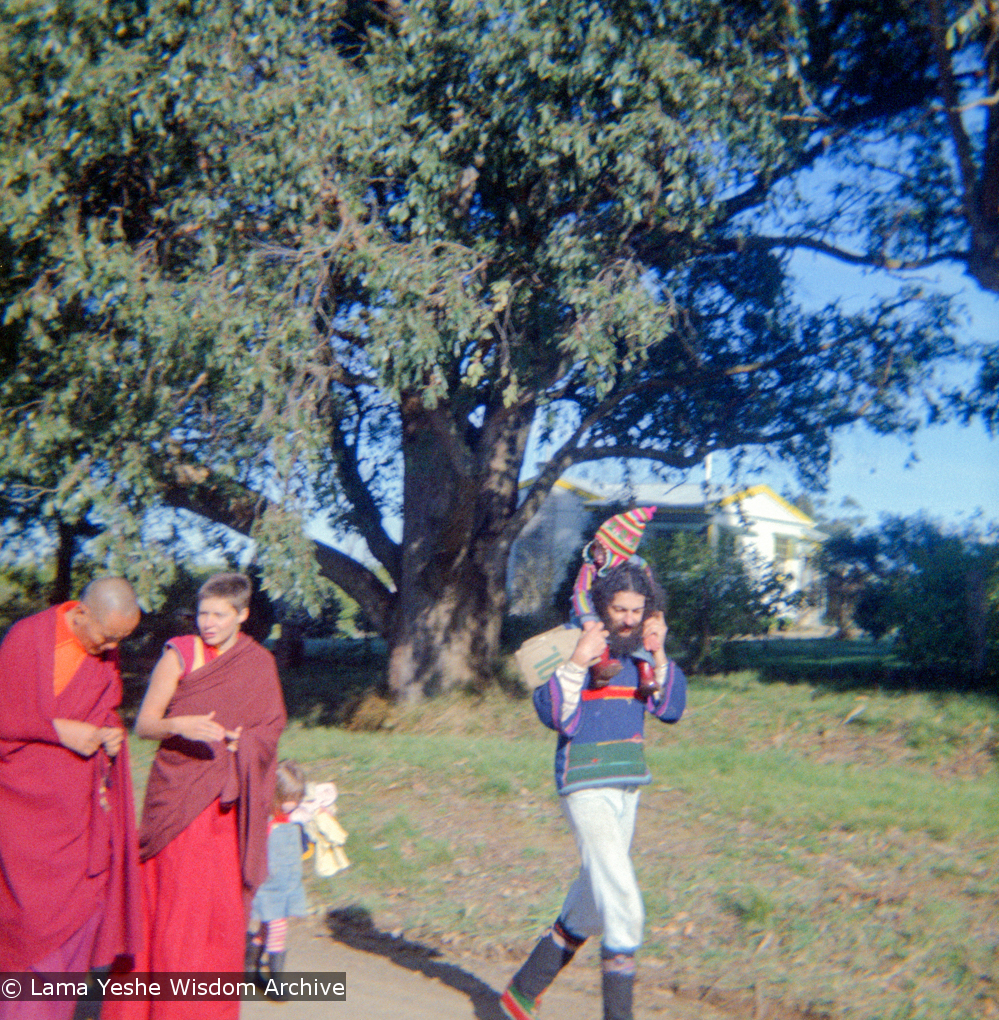 Lama in the Dandenong Ranges, 1976