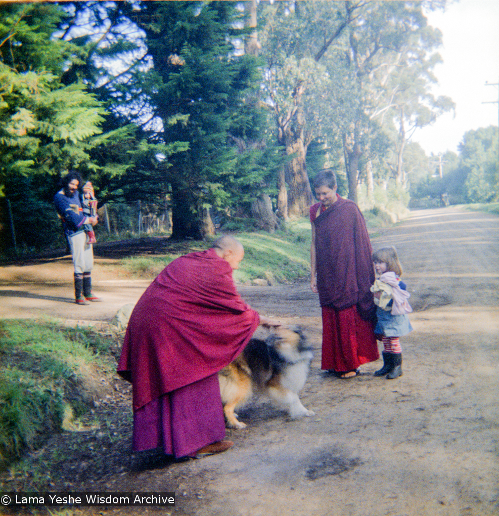 Lama in the Dandenong Ranges, 1976