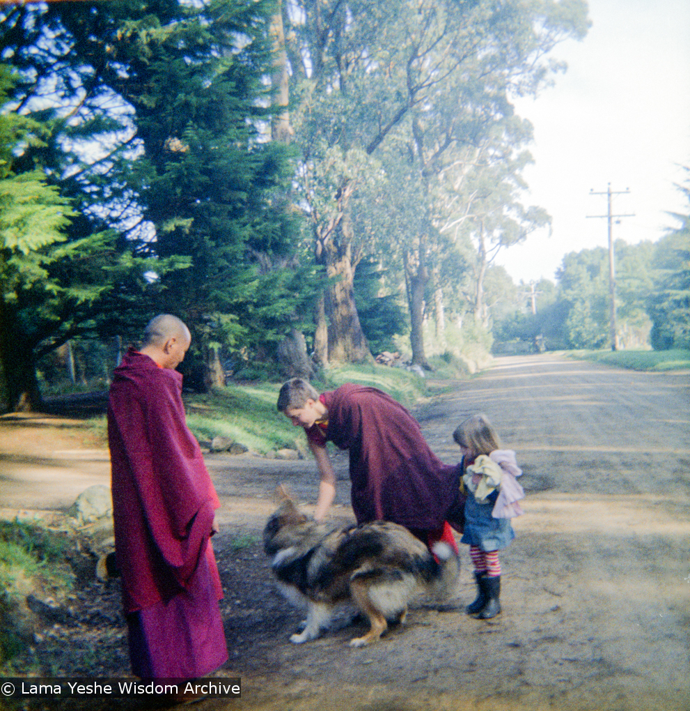 Lama in the Dandenong Ranges, 1976