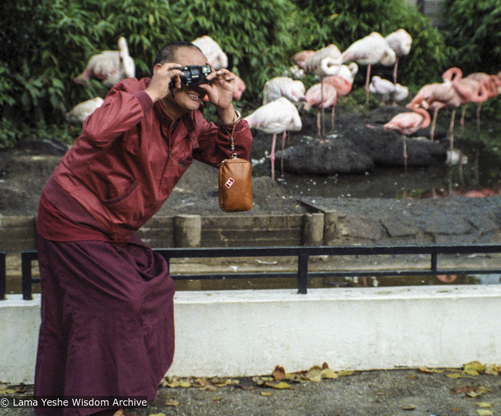 Lama at the Zoo, 1980