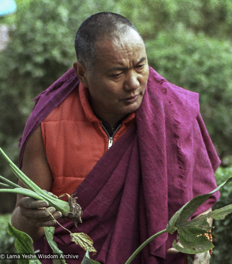 Lama, Kopan Gardens, 1981