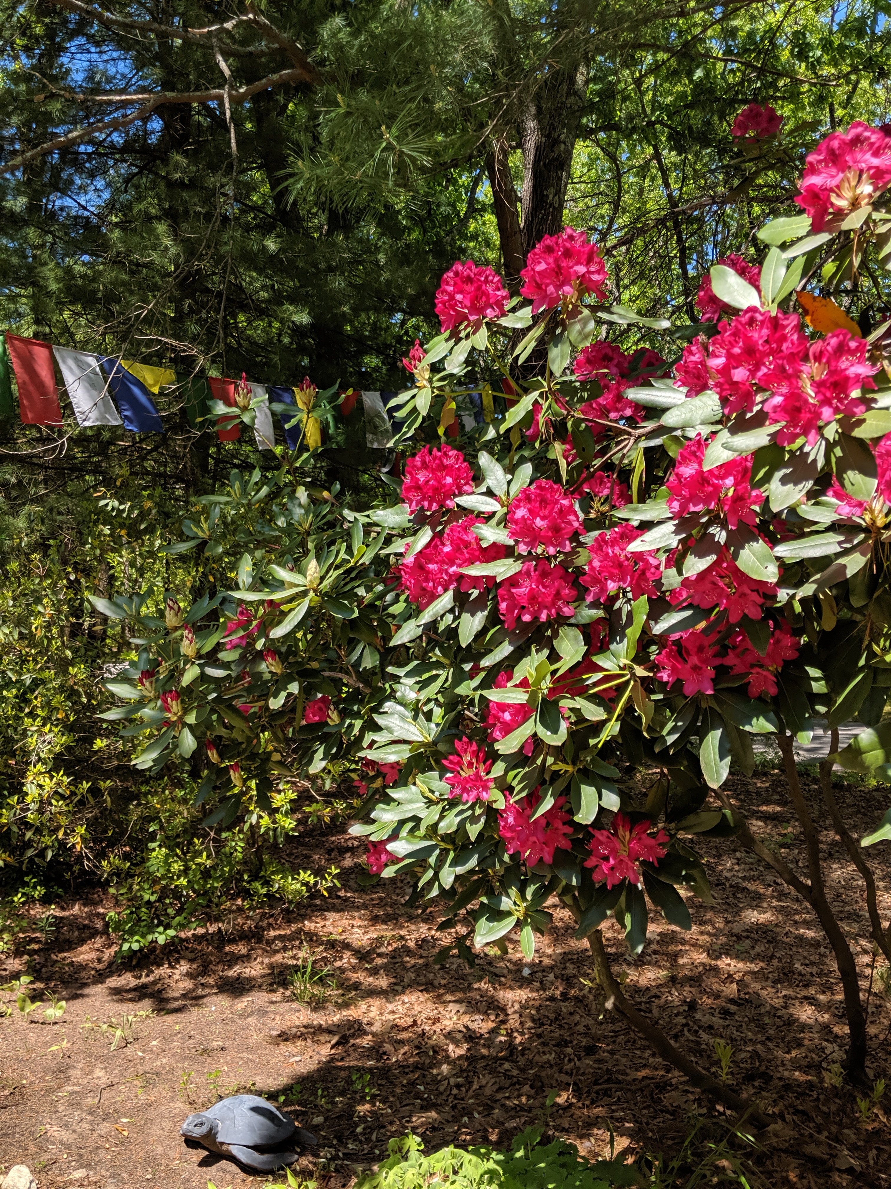 Spring in Lincoln, MA, 2019