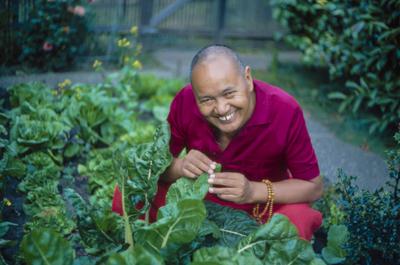 Lama Yeshe gardening, 1983. Photo: Jon Landaw.