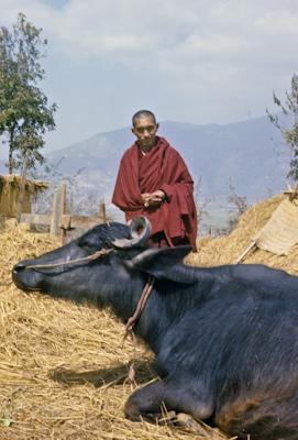 Rinpoche with water buffalo, 1976