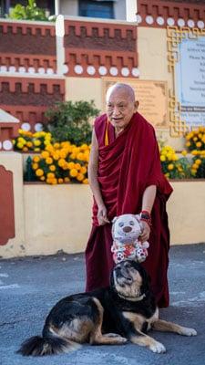 Lama Zopa Rinpoche with Julie the dog and plush toy, Kopan Monastery, Nepal, November 2020. Photo: Lobsang Sherab.