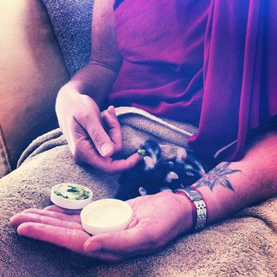 Rescued baby possums, in care after being saved by a student's compassionate action, Mexico, 2013.