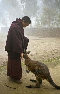 Rinpoche with kangaroo, 1983
