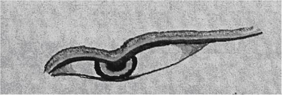 Close-up of Buddha's eye illustration.